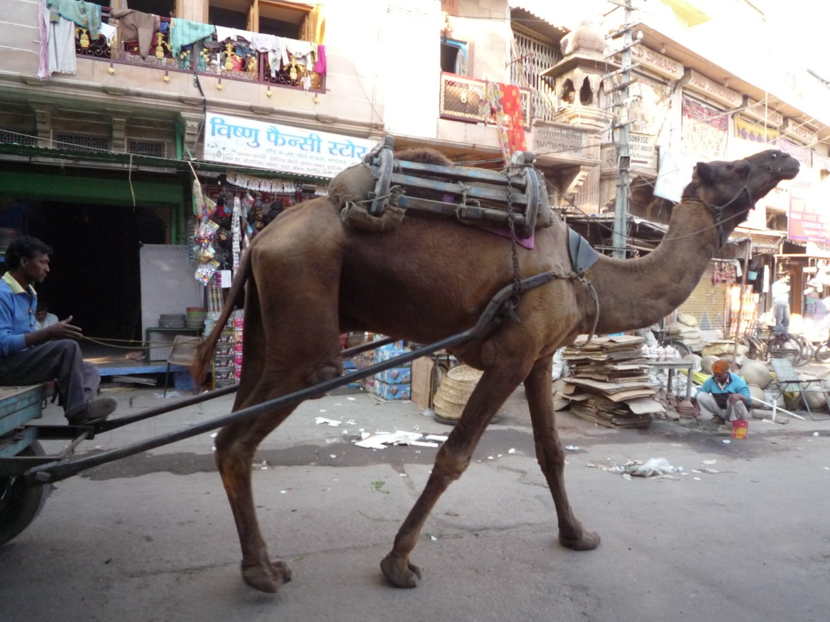 Jodhpur old town12